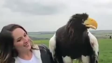 Enormous Eagle Safely Interacts With A Woman