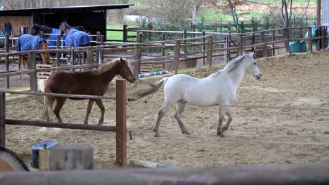 2 Horses In A Corral