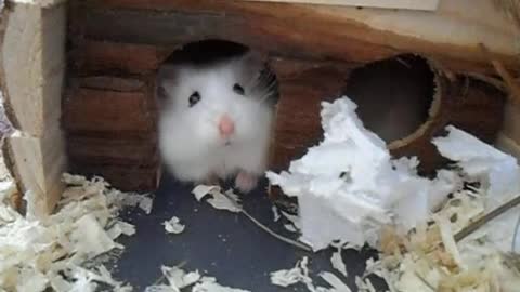 Ricky the robo hamster cute