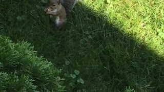 Baby Squirrel Eating A Walnut in Schererville,Indiana
