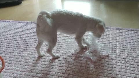 a puppy who likes plastic bags