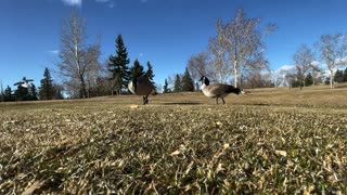 Seagull sees geese like a dinosaur