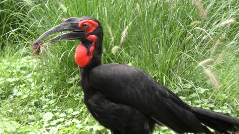 Southern Ground Hornbill with some grass in its beak , camera close up