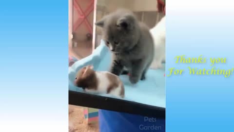 Watch Cute pets and funny animals video | funny pet