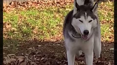 Husky Saves Puppy From Ultimate Humiliation