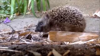 WOW! Cutest Tiny BABY HEDGEHOG!