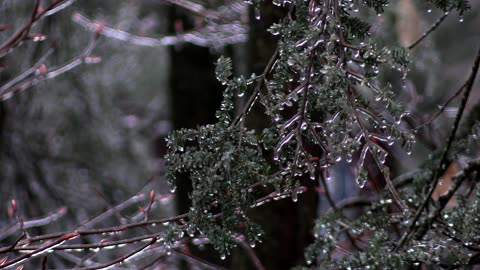Sample Canon Vixia HF G70 Slow Motion Rain Ice #4k #nature #canon