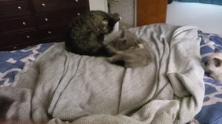 Kitties playing on the bed