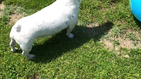 He loves to play with his ball