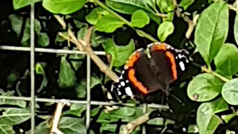 More butterflys in the garden