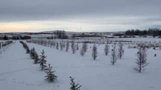 New Tree Field in Winter
