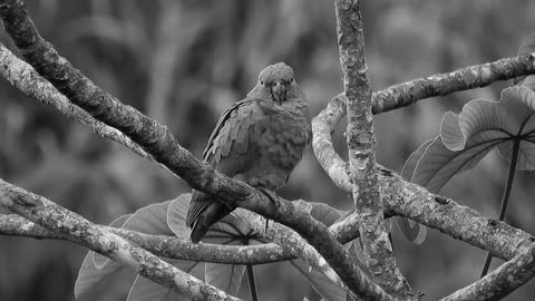 Beautyful Parrot Birds