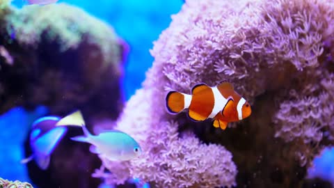 Beautiful underwater colorful fishes and corals. Tropical fish. Anemonefish