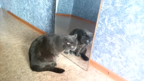 Gray animal found brother in reflection