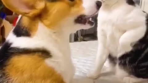 Funny cat and dog enjoying movement