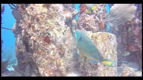 Diving in an Underwater Museum!!!