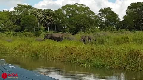 Amazing Elephant Save Baby Elephant From Crocodile Hunting ¦ Animals Hunting Fail