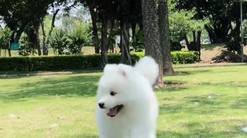 Laughing samoyed