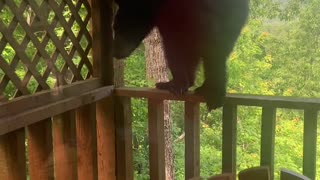 Bear Climbs up to Investigate Cabin Deck
