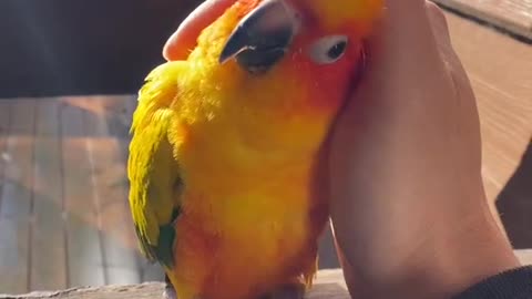 parrot love hand