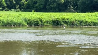 White Egret family visiting James Garden