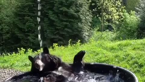 video of bear relaxing in the bathtub, curious video of bear taking a bath