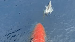 Dolphins Swim in Front of Ship's Bow
