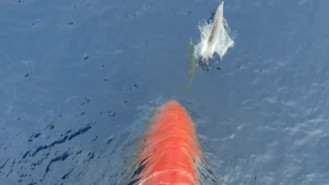 Dolphins Swim in Front of Ship's Bow