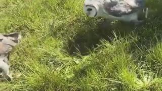 Owls get a little too comfortable while getting clicked