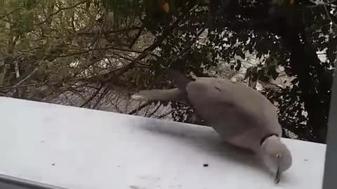 Woman feeds tame and friendly feral pigeon