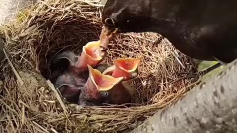 Cute bird feeding its young