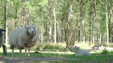 Sheep chewing his food while looking at the camera