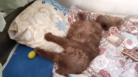 very cute cat playing toy egg ʕ ᵔᴥᵔ ʔ