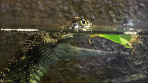 Baby Lake Crocodile morning cave footage