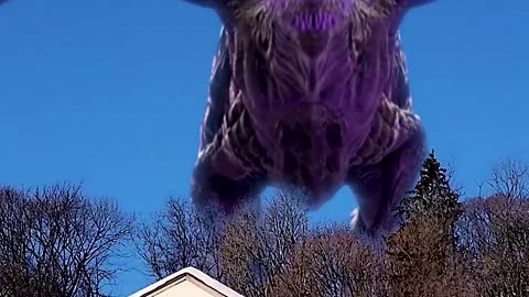 Massive Dragon CAUGHT ON CAMERA 2