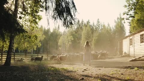 The beautiful girl and the sheep