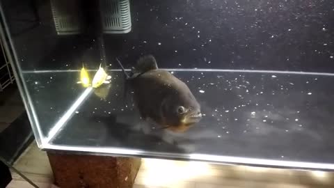 Live feeding piranha