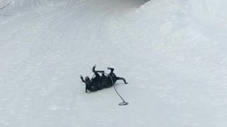 Doggo Loves to Slide on Snow