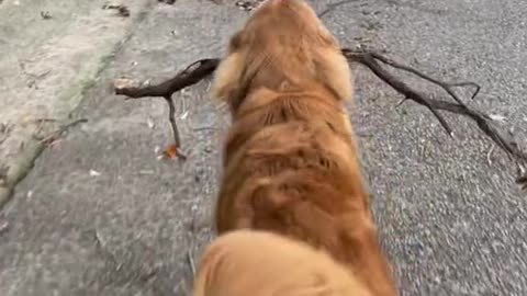 When you say no more sticks on walks