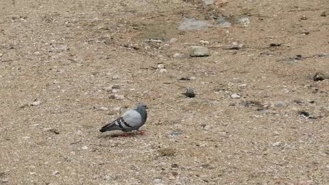 The dove walks on the ground and enjoys.