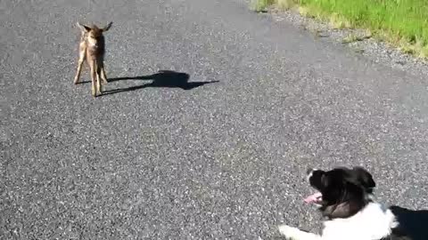 Dog Wants To Play With A Fawn! [Adorable Animal Meetings]