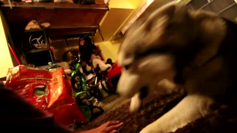 "Warning" Siberian husky protecting Owner Caught on Video