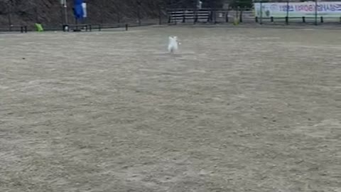 My puppy loves a baseball