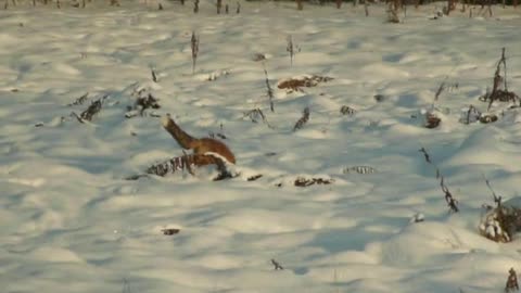 A Fox hunting and Eating