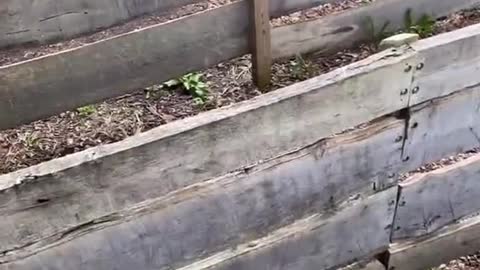Smart Dog running through a maze.