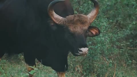 Gaur Kattupothu (indian bison)