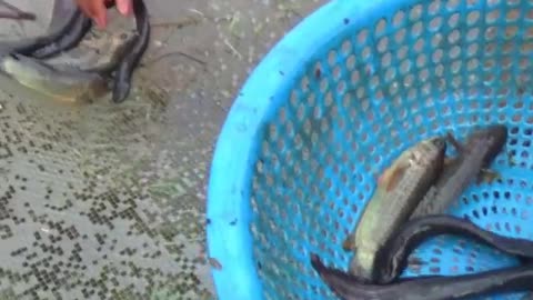 Fishing With Net in Village Pond