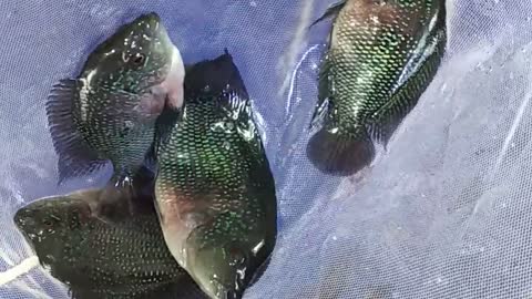 CENCU FLOWERHORN