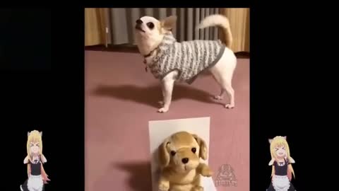 Funny Animals Niyya Try not to Laugh world 1