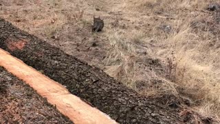 Herd of Deer Scared Away by Brave Kitty